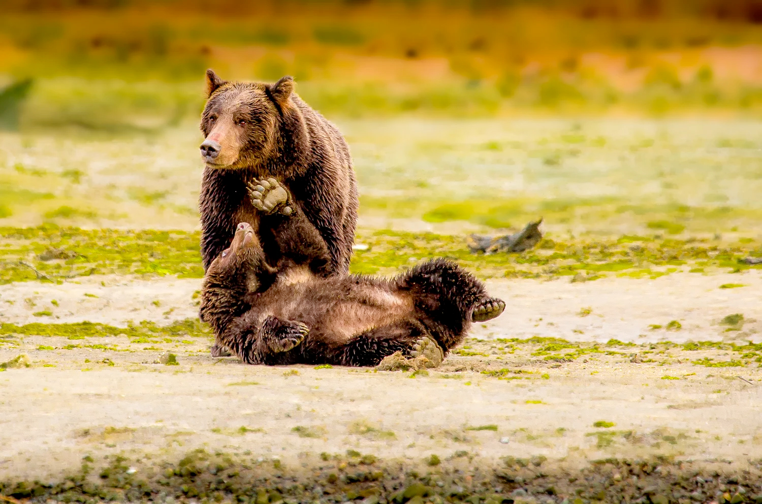 A Bear Sow and Cub Katmai Wilderness Lodge - Bear Viewing in Alaska Wildlife Guides in Alaska Alaska photography tours