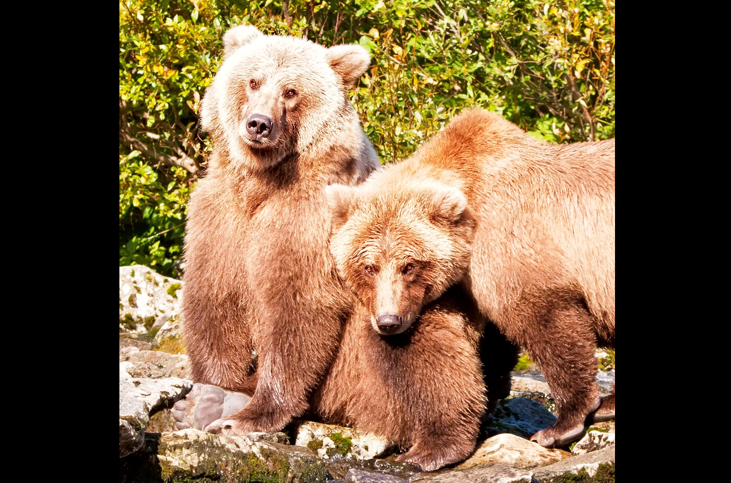 Wildlife Guides in Alaska Alaska Bear Viewing Eco-Tours Bear Viewing in Katmai National Park