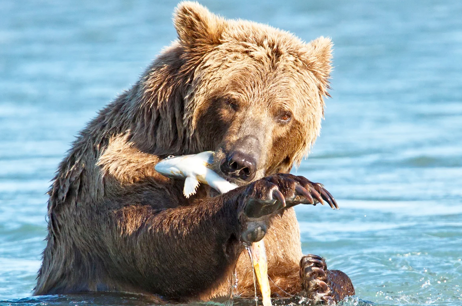 Katmai Wilderness Lodge – Bear Viewing in Alaska Wildlife Guides in Alaska Alaska Bear Viewing Eco-Tours