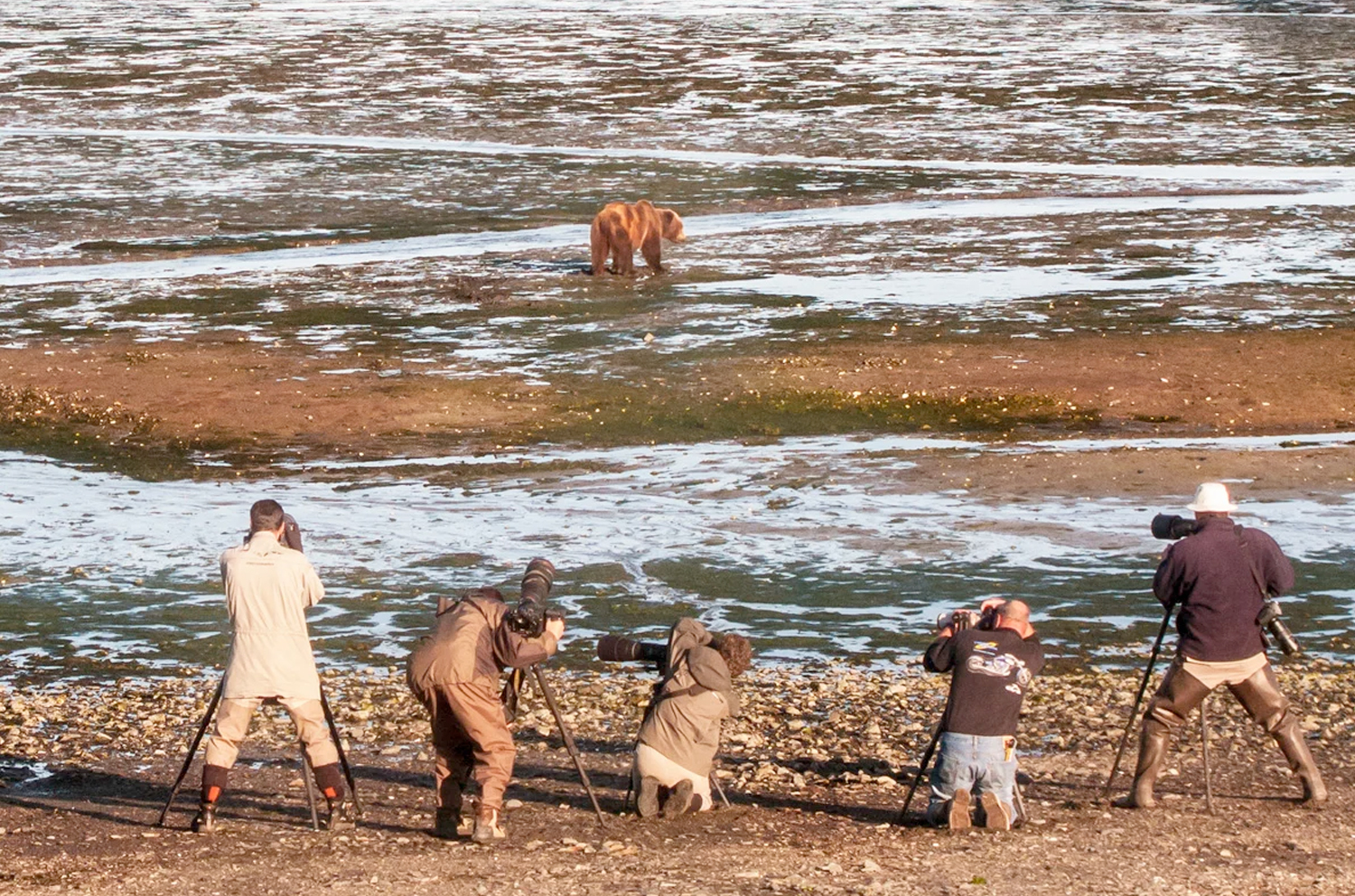 Wildlife Guides in Alaska Bear Tours in Alaska Wildlife Guides in Alaska
