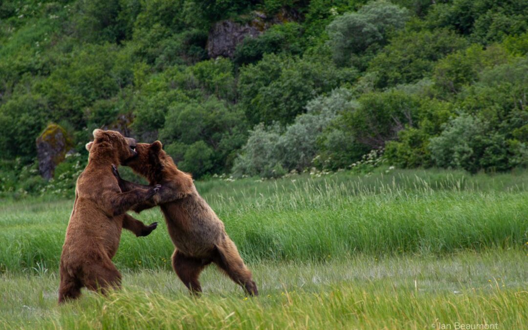 A Heartwarming Encounter in the Wild: The Tale of Two Bear Cubs