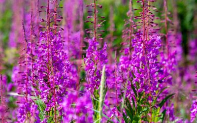 The Lifecycle and Growth of Fireweed in Alaskan Coastal Areas
