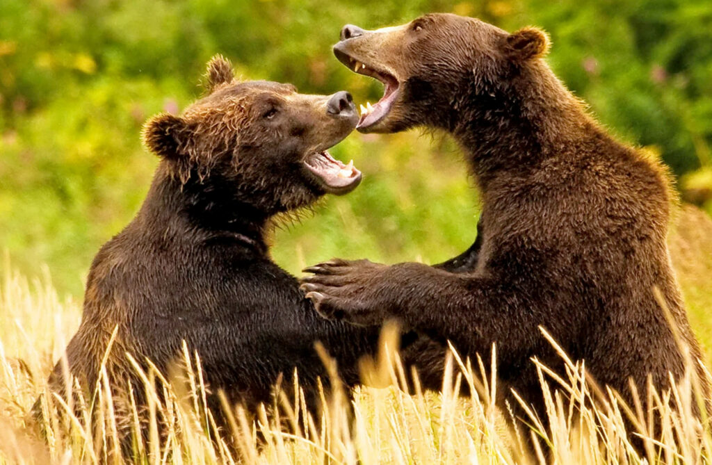Wildlife Guides in Alaska