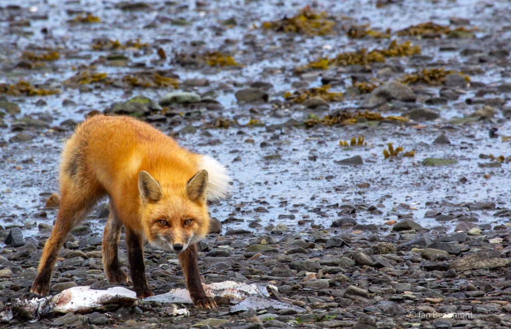 | katmai wilderness lodge Red Fox Trots Along the Shoreline Katmai Wilderness Lodge
