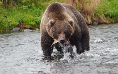 The Best Time for Salmon Runs in Coastal Katmai National Park: What to Expect at Our Lodge